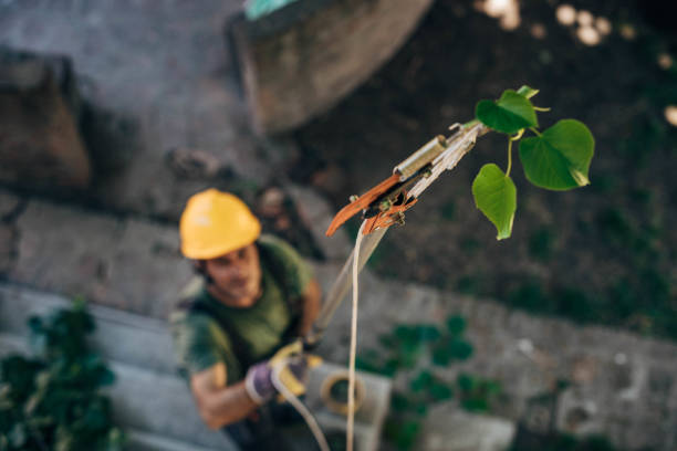 How Our Tree Care Process Works  in Defiance, OH